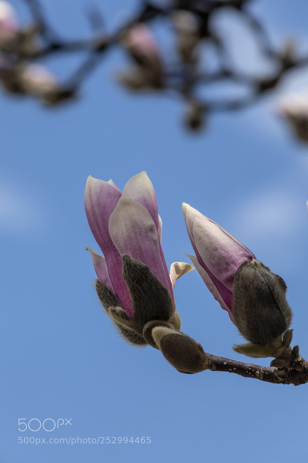 Canon EOS 5D Mark II sample photo. Magnolia blossoms photography