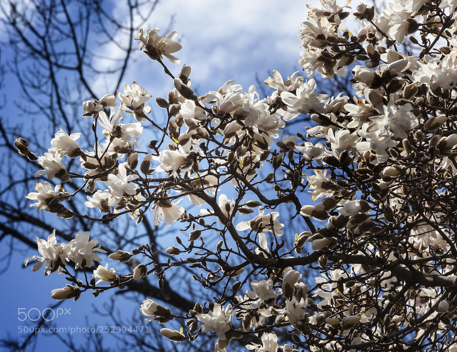 Canon EOS 5D Mark II sample photo. Magnolia tree photography