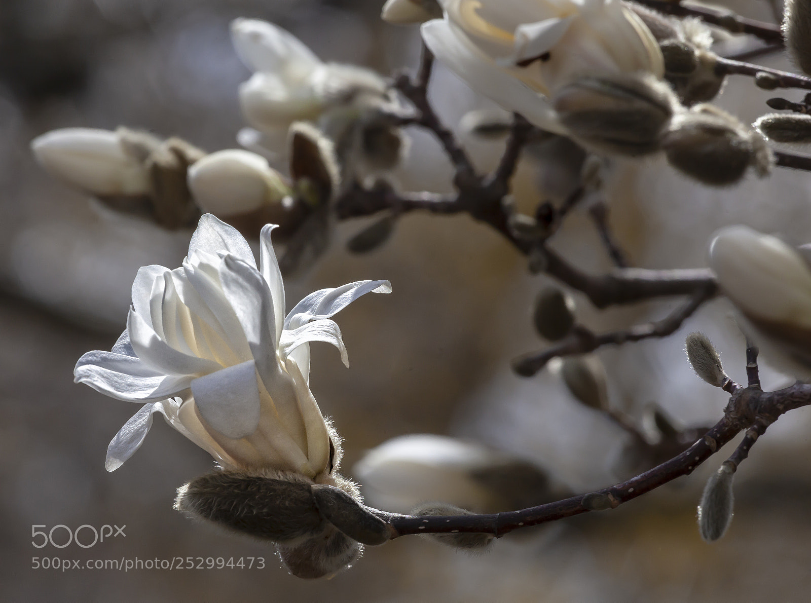 Canon EOS 5D Mark II sample photo. Magnolia photography