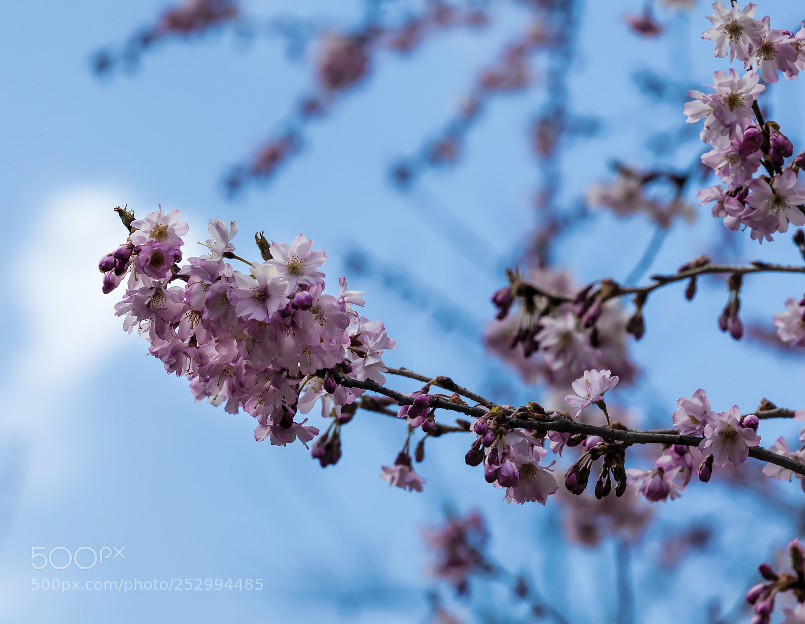 Canon EOS 5D Mark II sample photo. Flowering tree photography