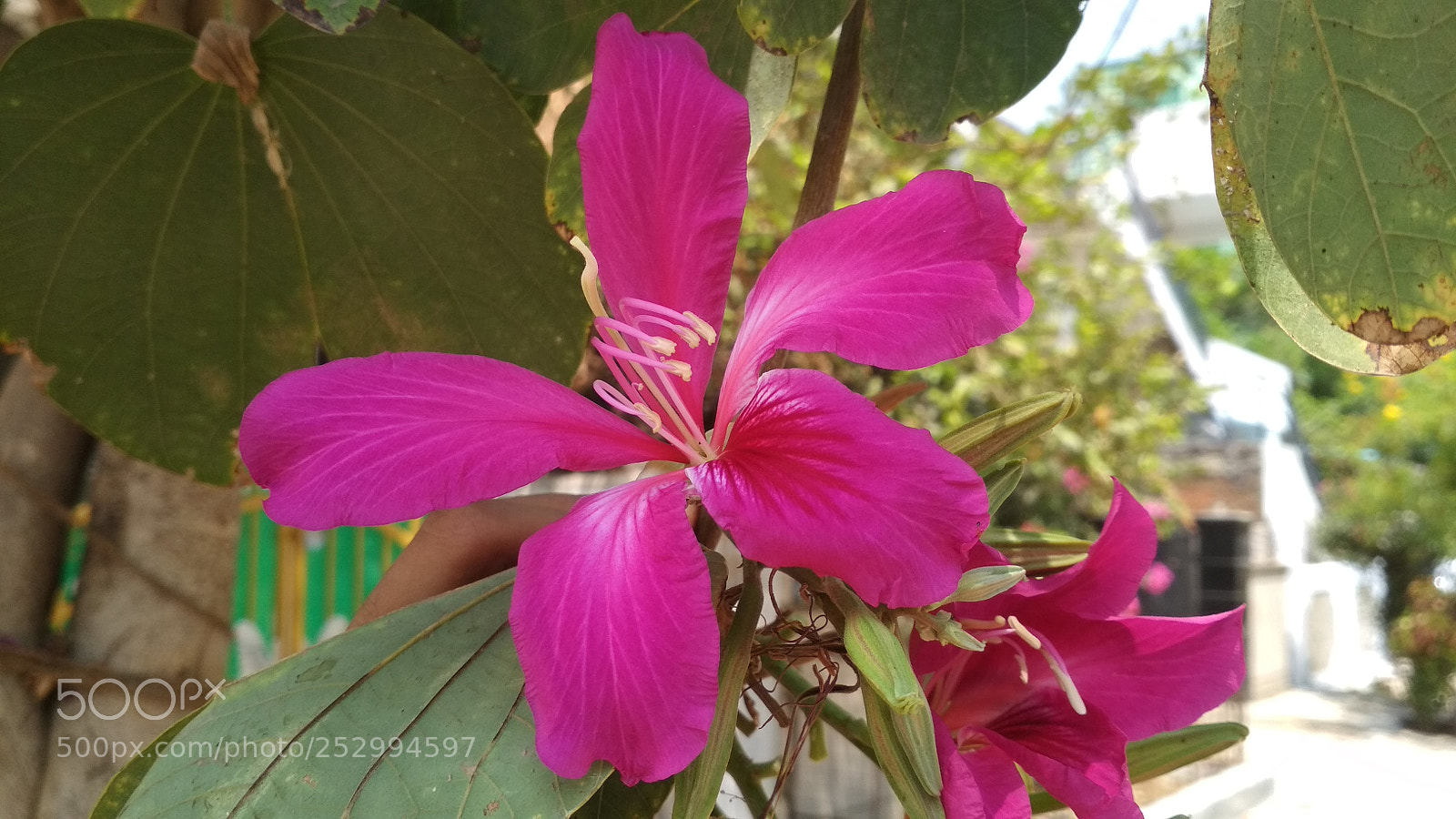 Xiaomi Redmi 4 Pro sample photo. Eye distractor photography