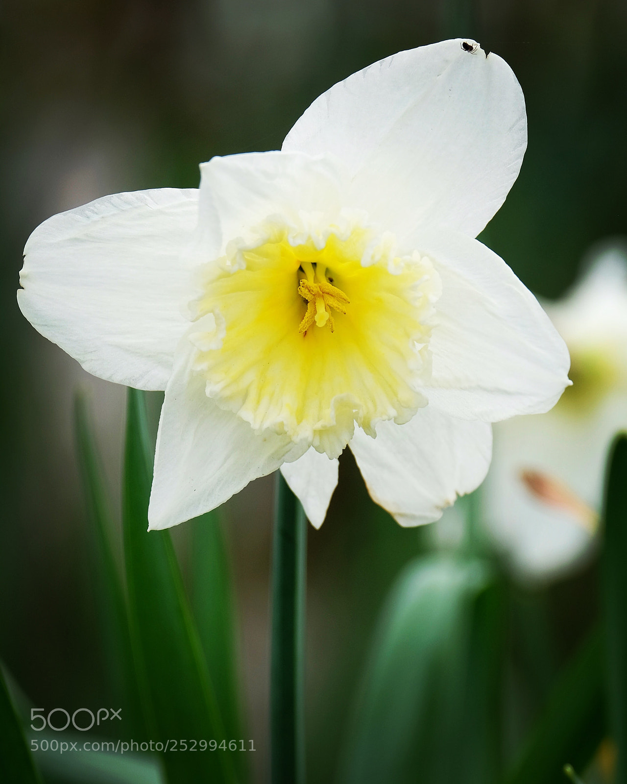 Fujifilm X-T2 sample photo. Flower photography