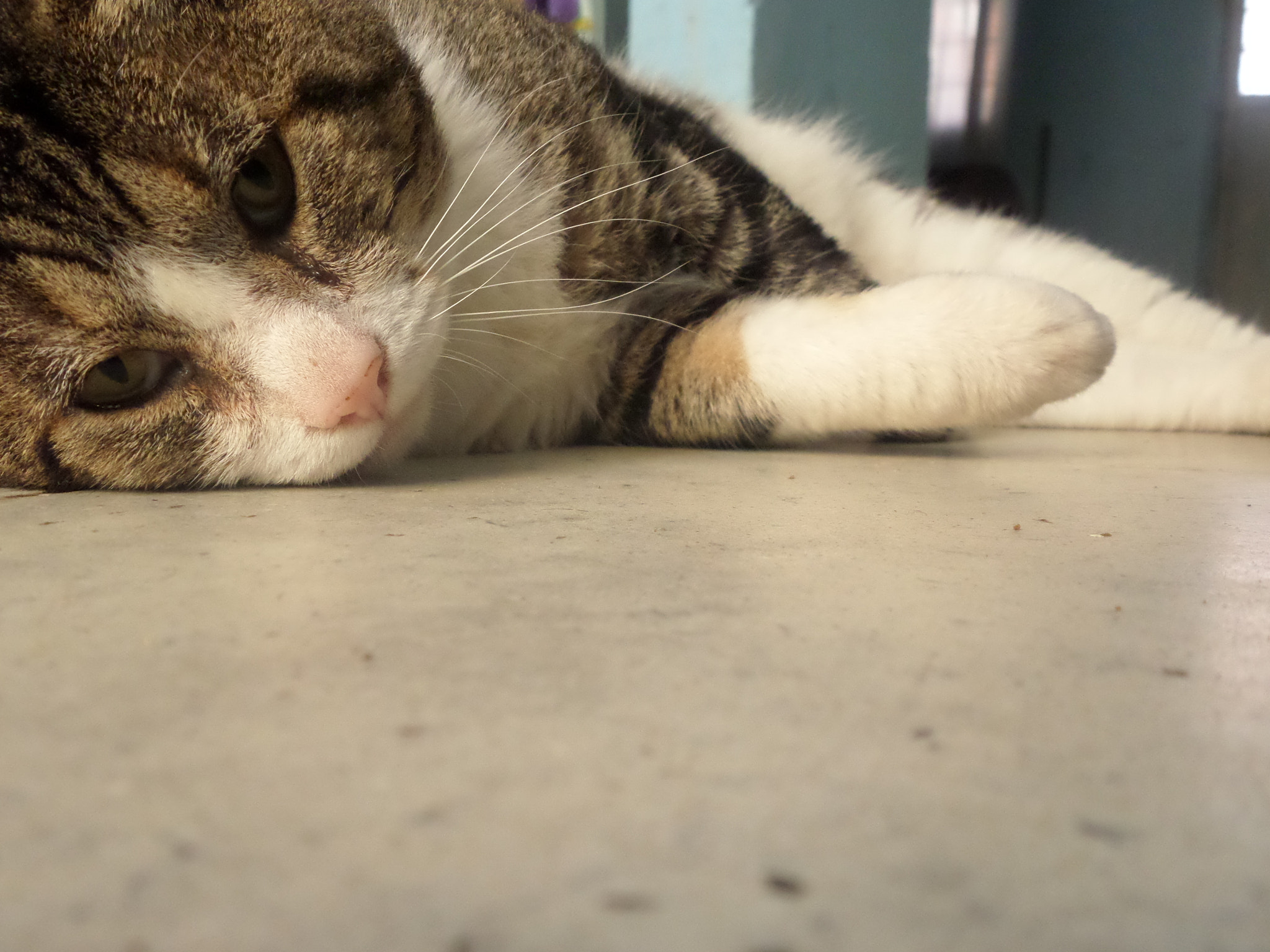Samsung WB30F/WB31F/WB32F sample photo. Miau. photography