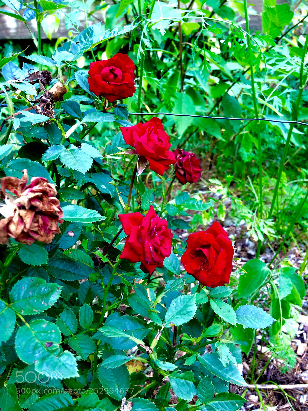 Apple iPhone 5s sample photo. Untitled photography