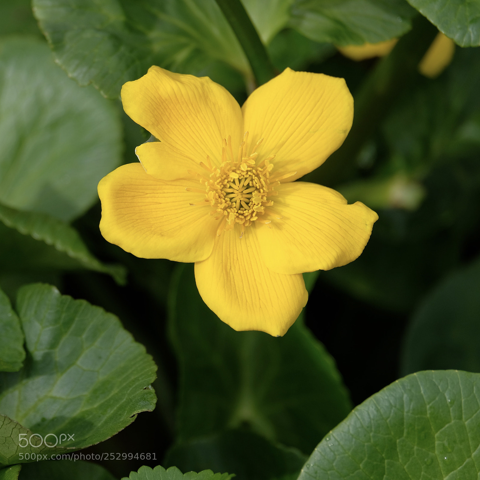 Fujifilm X-T2 sample photo. Flower photography