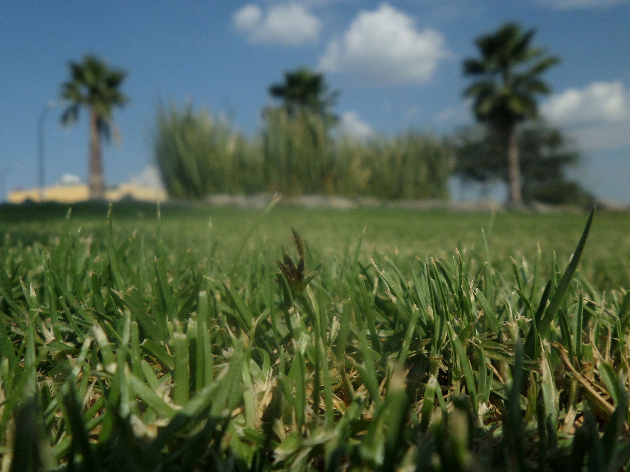 Samsung WB30F/WB31F/WB32F sample photo. Pasto. photography