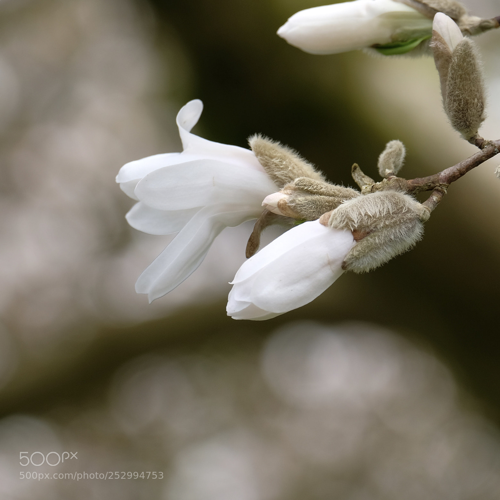 Fujifilm X-T2 sample photo. Flower  photography