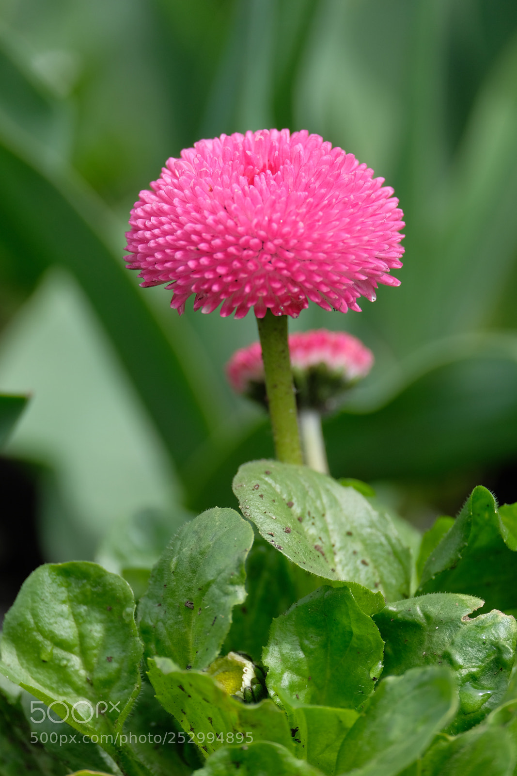 Fujifilm X-T2 sample photo. Flower  photography