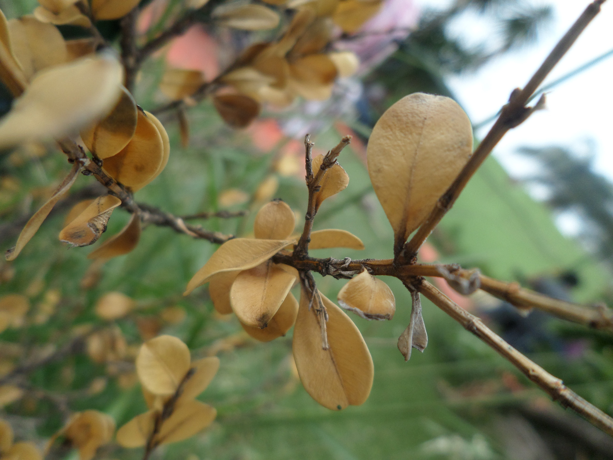 Samsung WB30F/WB31F/WB32F sample photo. Hojitas photography