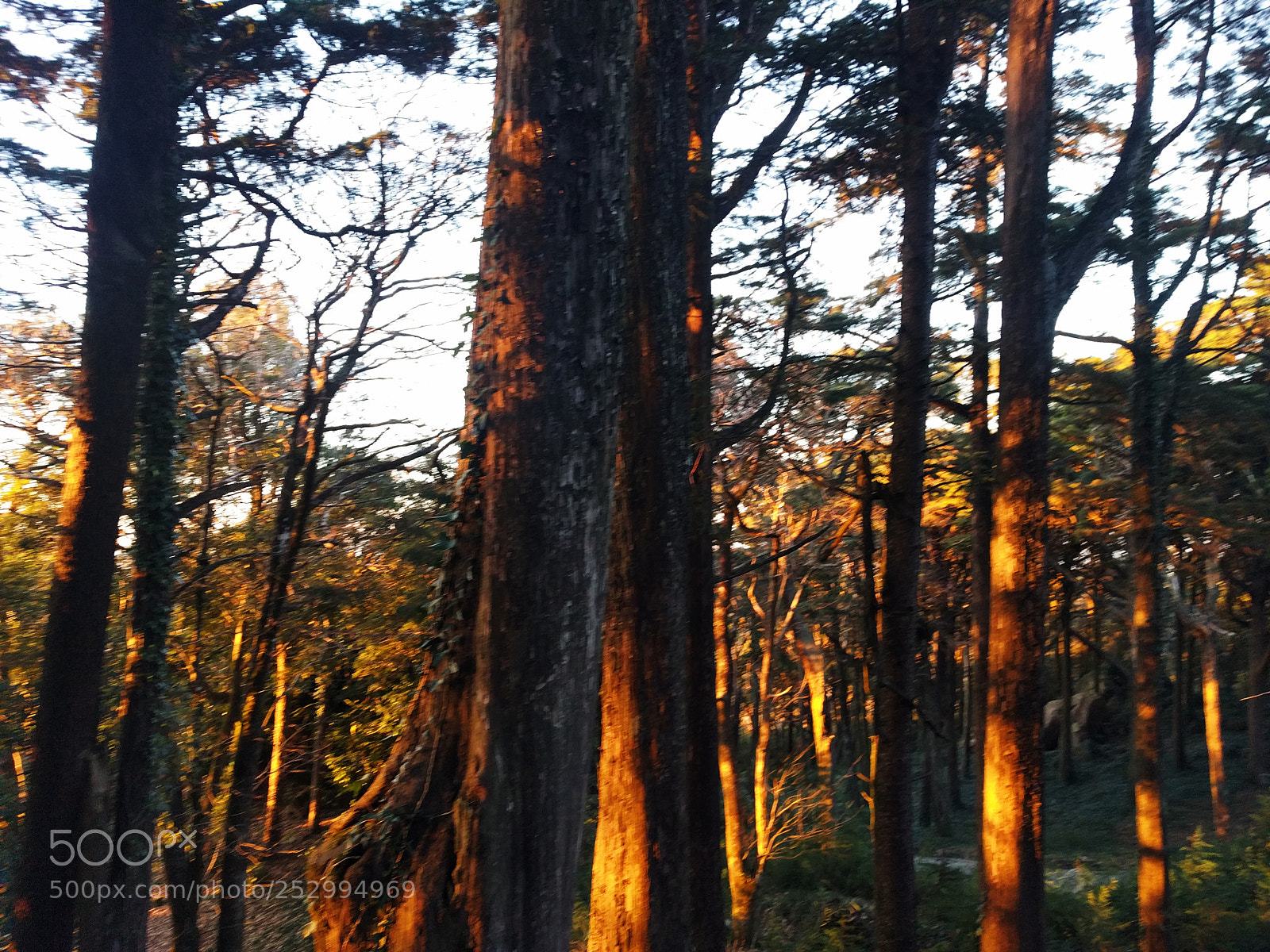 LG Nexus 5X sample photo. The forest of sintra photography
