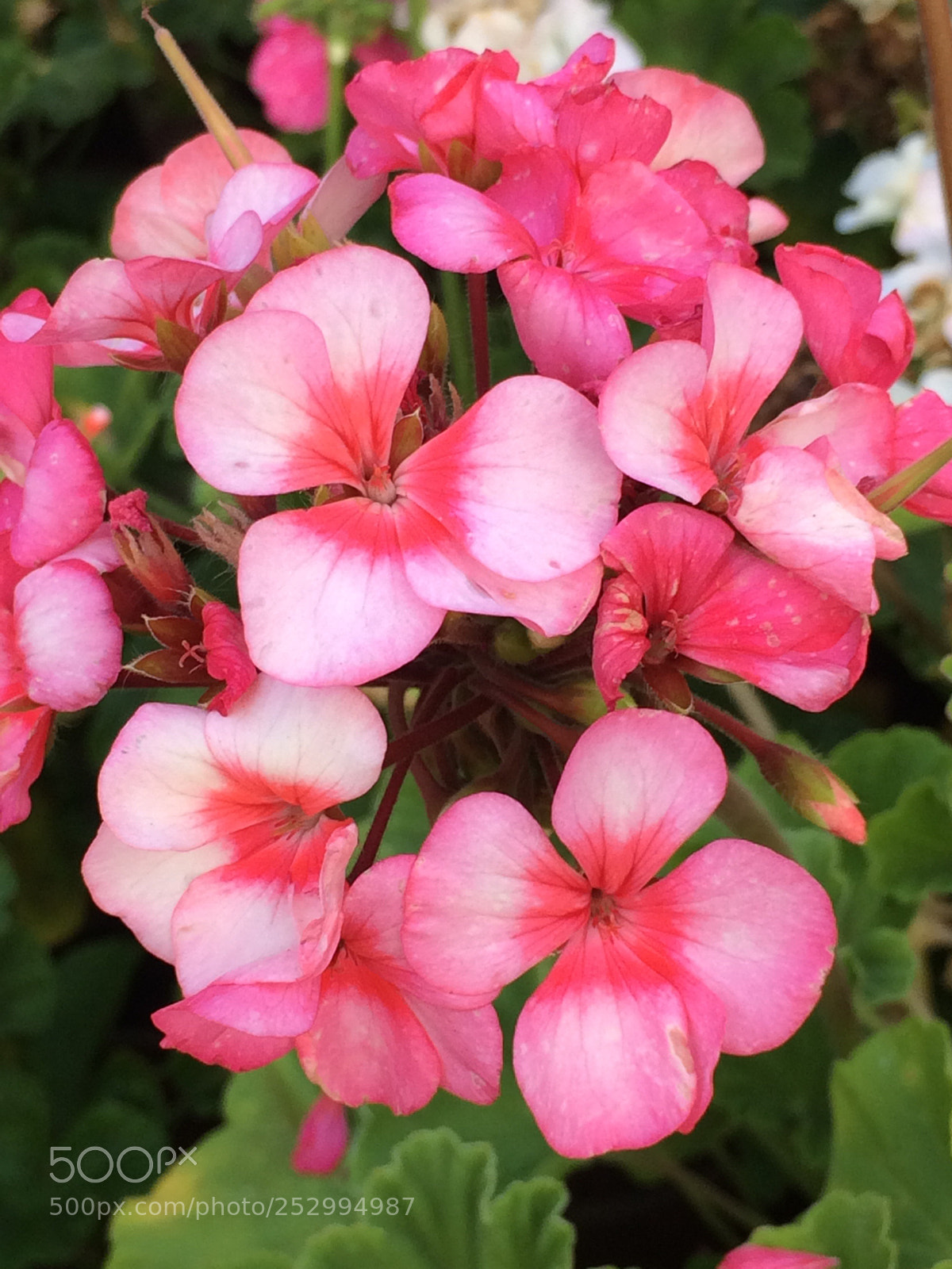 Apple iPhone 5s sample photo. Blossoms of summer photography