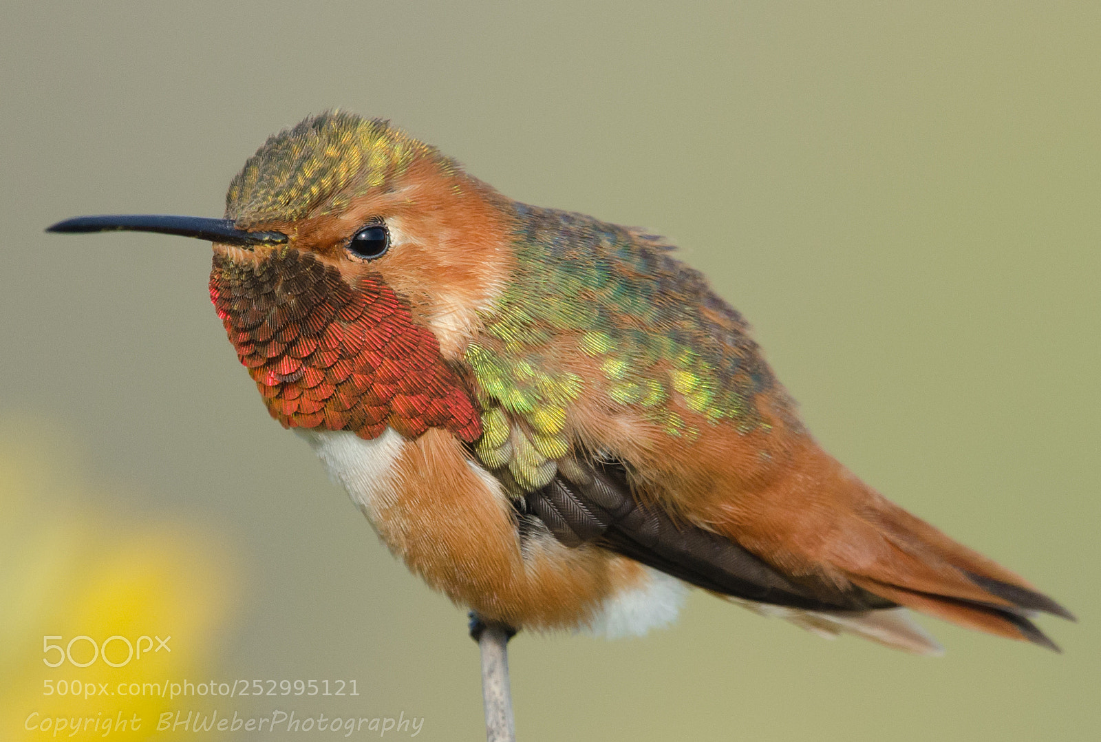 Nikon D7000 sample photo. Hummingbird portrait photography