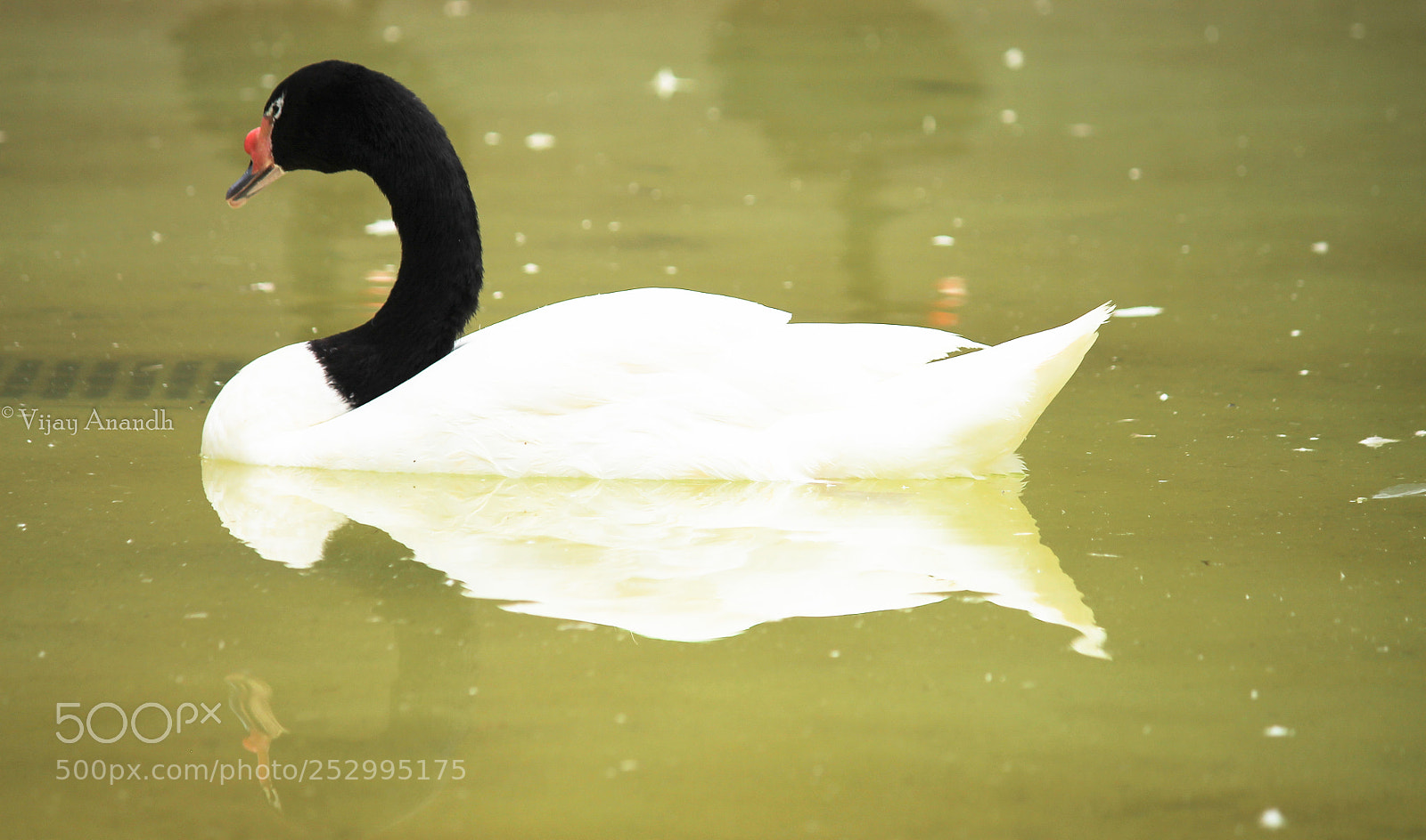 Canon EOS 1100D (EOS Rebel T3 / EOS Kiss X50) sample photo. Cygnus melancoryphus photography