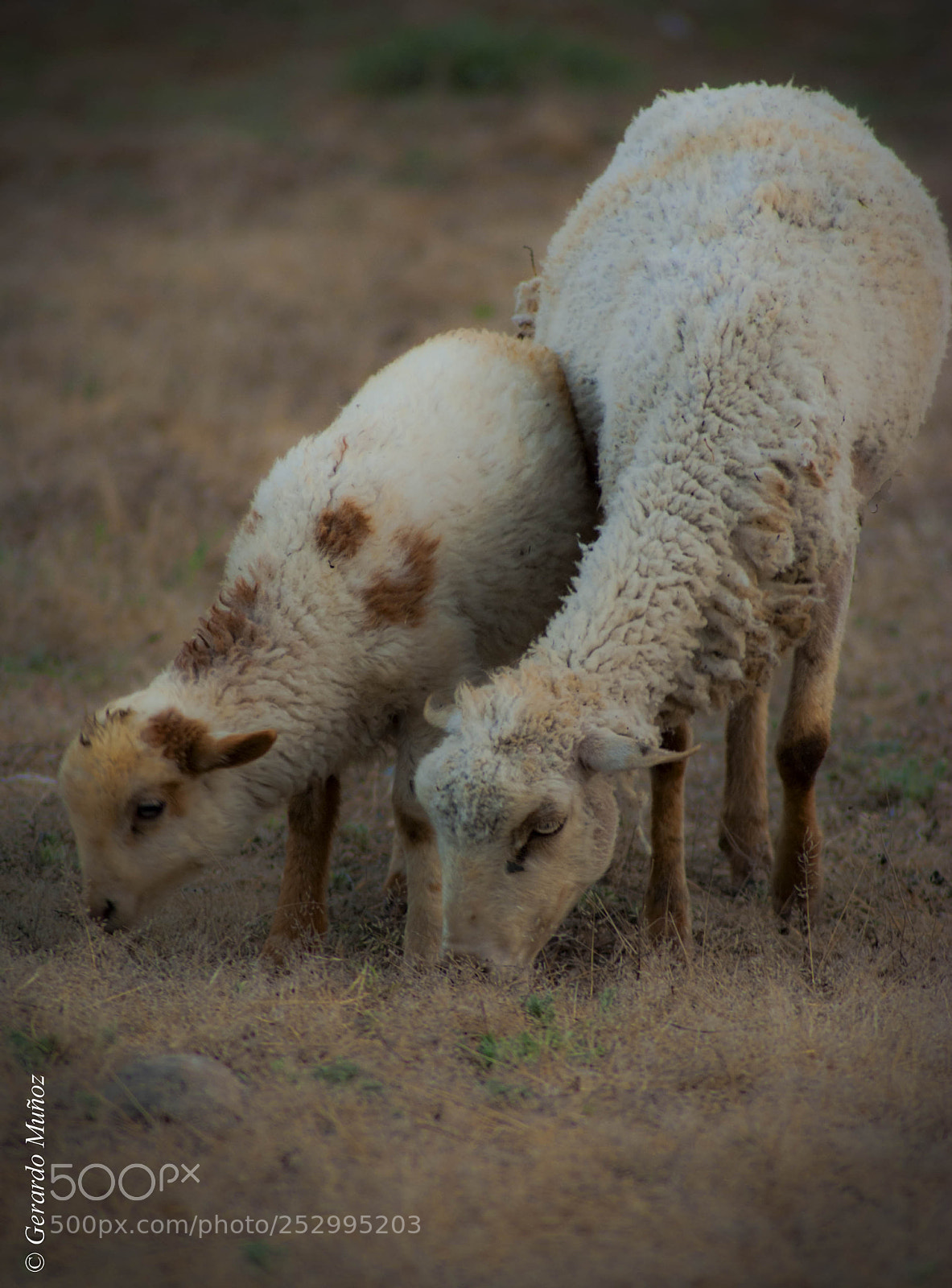Nikon D3000 sample photo. Corderos. photography