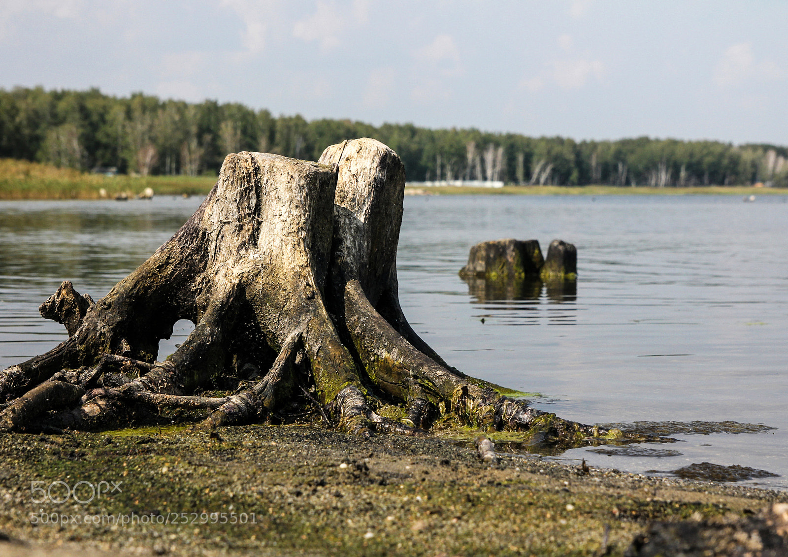 Canon EOS 60D sample photo. Old stump photography