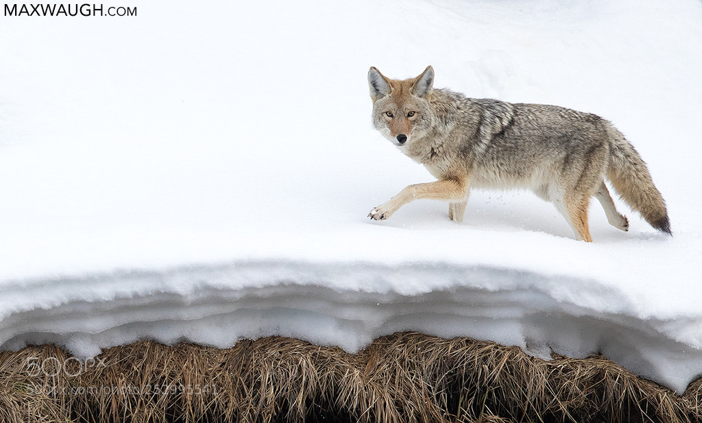 Canon EOS-1D X Mark II sample photo. Coyote photography