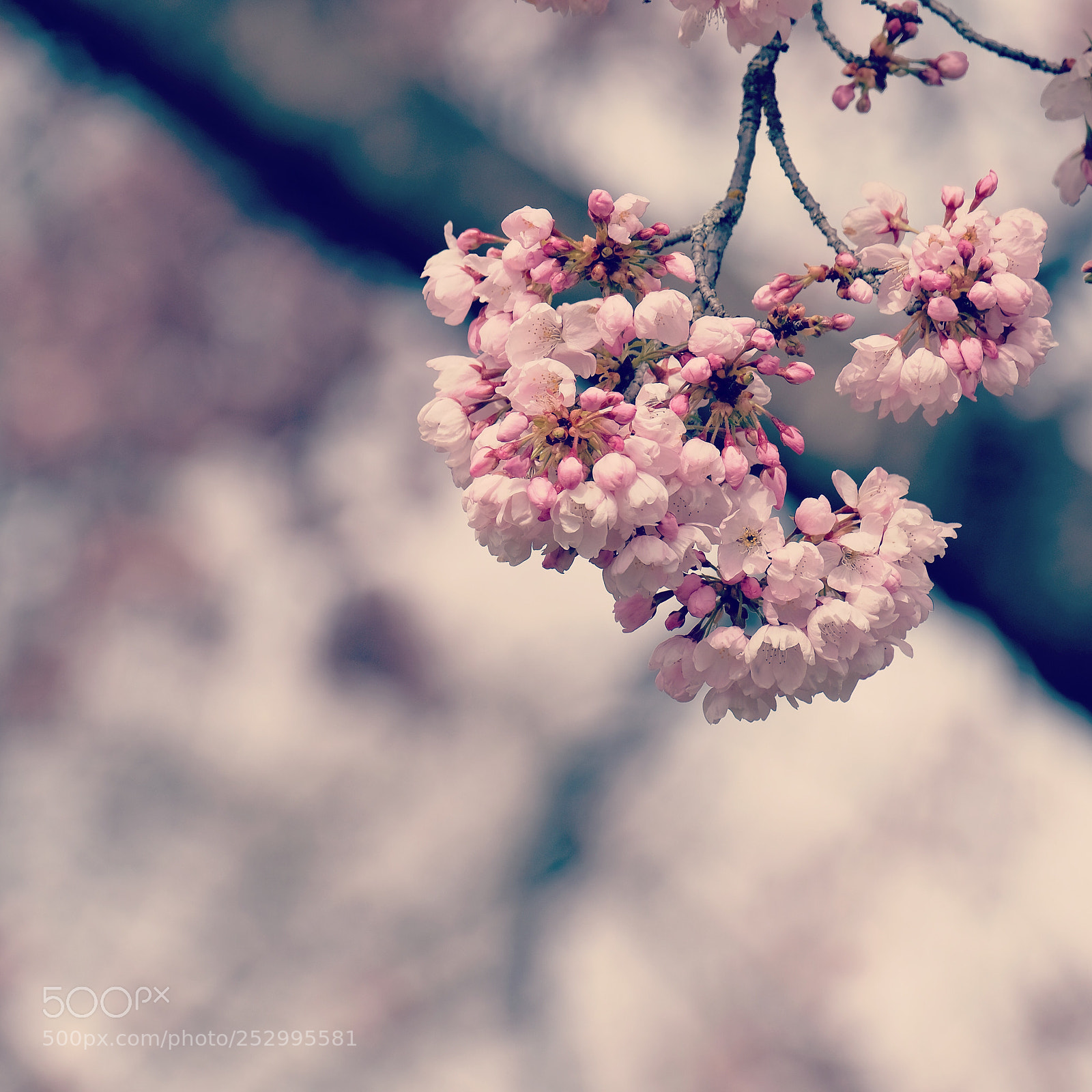 Fujifilm X-T2 sample photo. Flower  photography