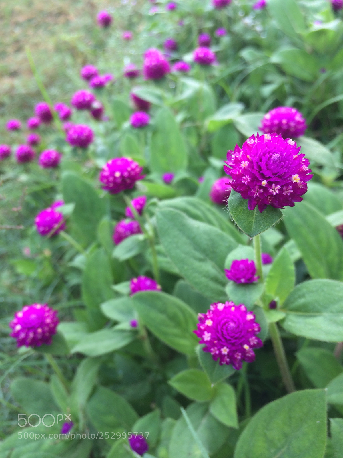 Apple iPhone 5s sample photo. Violet flowers photography