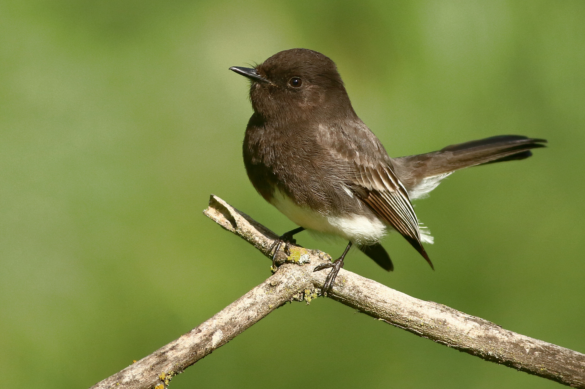 Canon EOS 7D + Canon EF 400mm F5.6L USM sample photo. Black phoebe photography