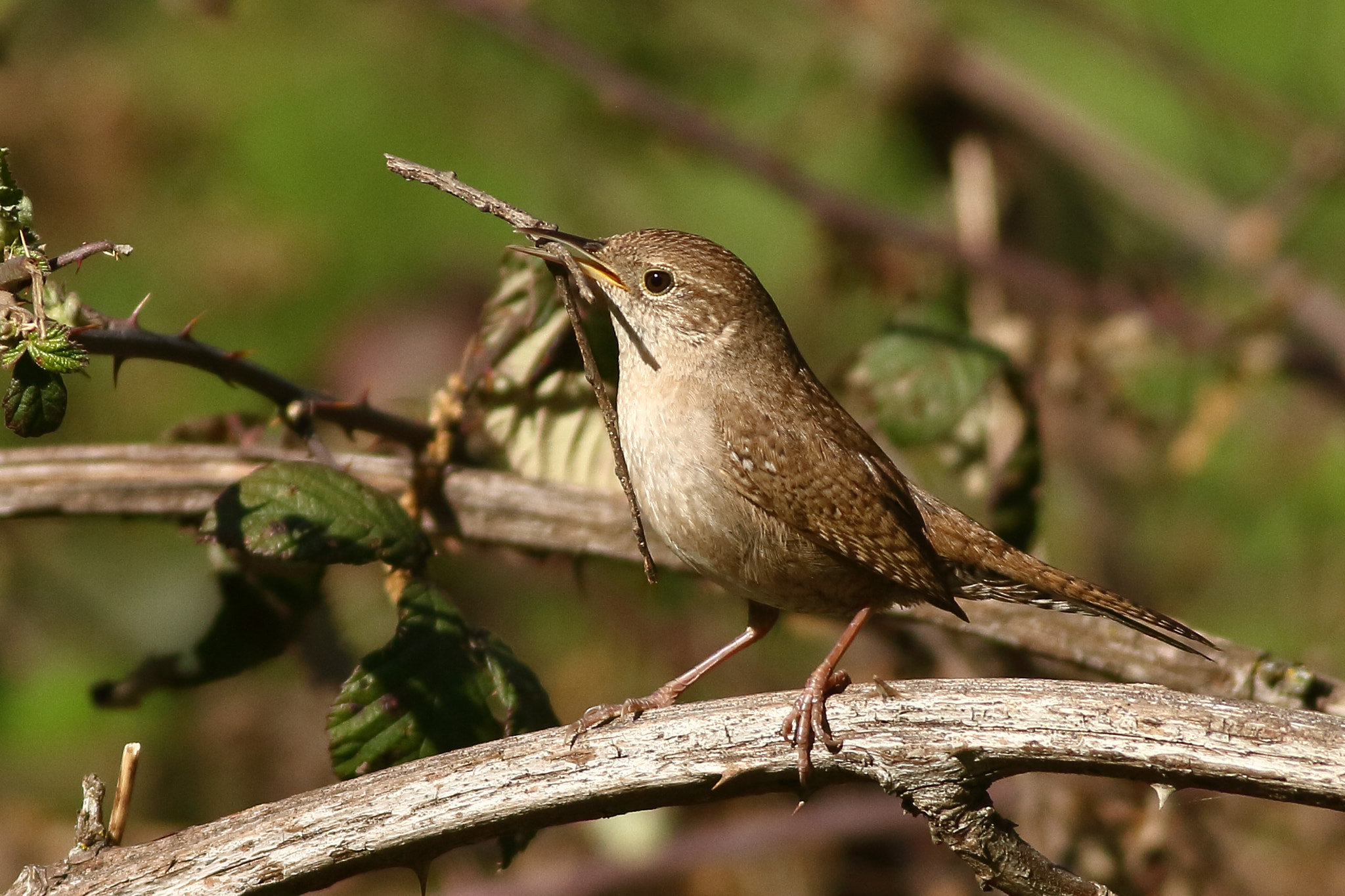 Canon EOS 7D + Canon EF 400mm F5.6L USM sample photo. House wren photography