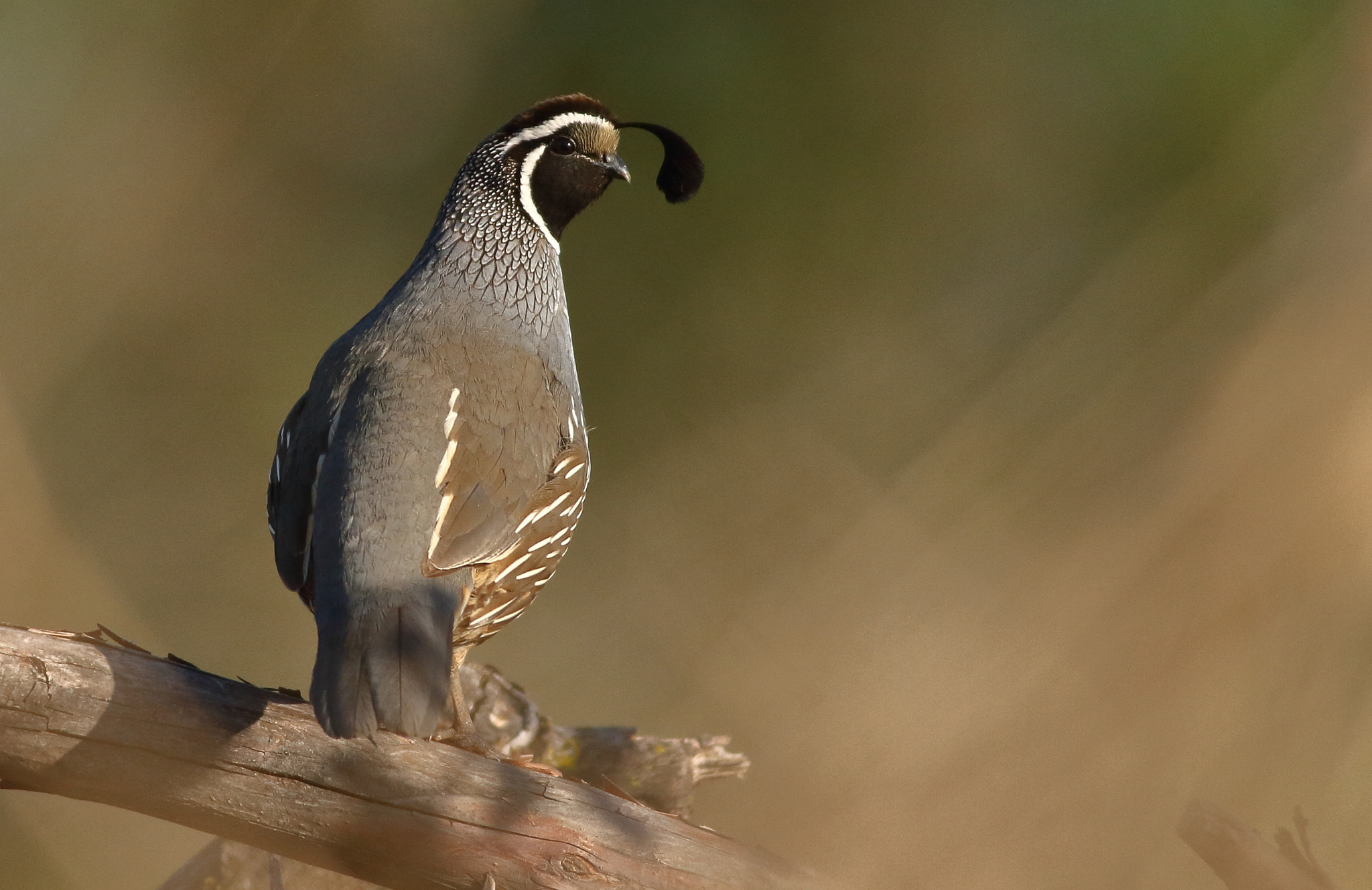 Canon EF 400mm F5.6L USM sample photo. California quail photography