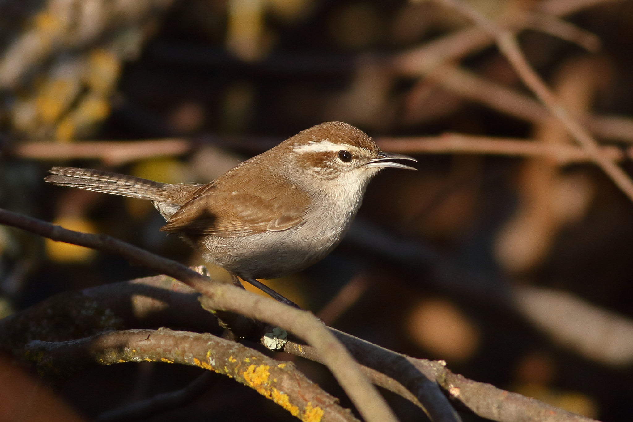 Canon EOS 7D + Canon EF 400mm F5.6L USM sample photo. Bewick's wren photography