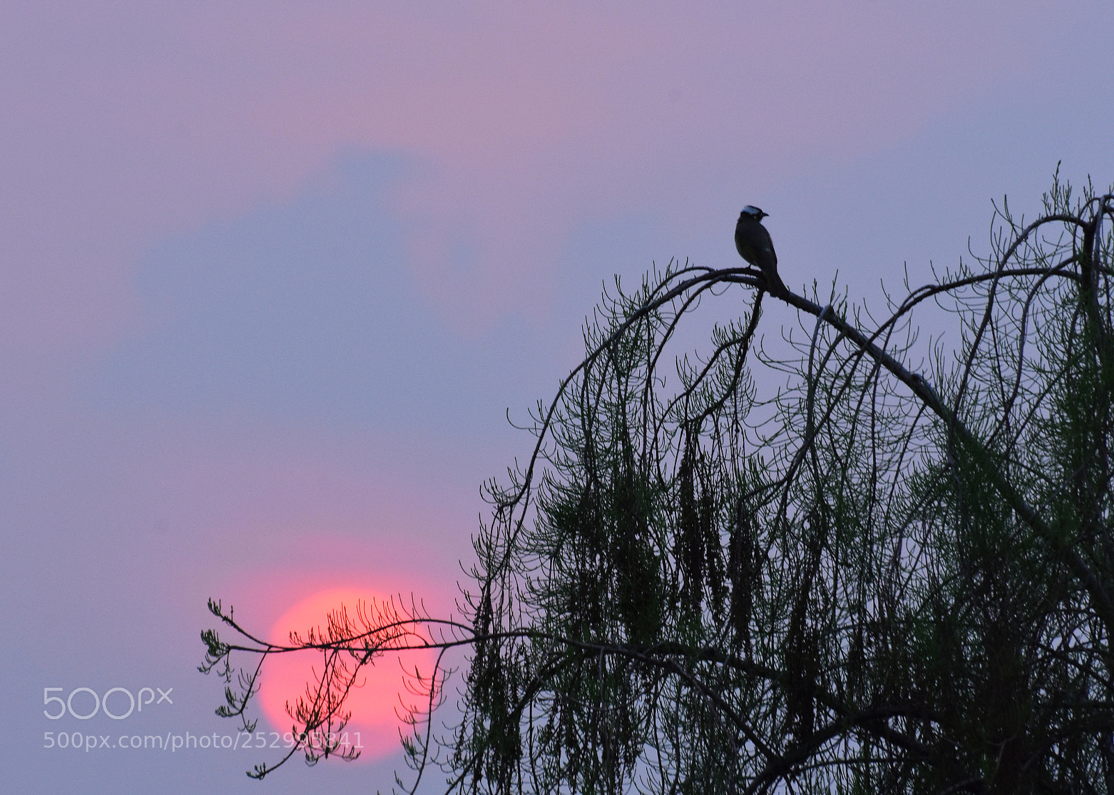 Nikon D7200 sample photo. 新月已生飞鸟外，落霞更在夕阳西 photography