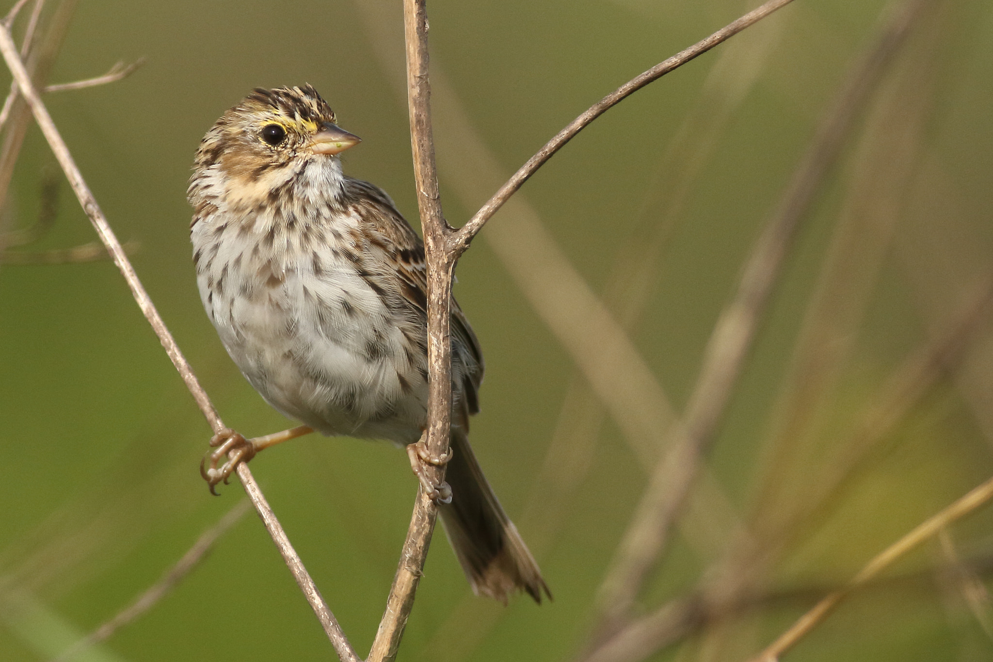 Canon EF 400mm F5.6L USM sample photo. Savanna sparrow photography