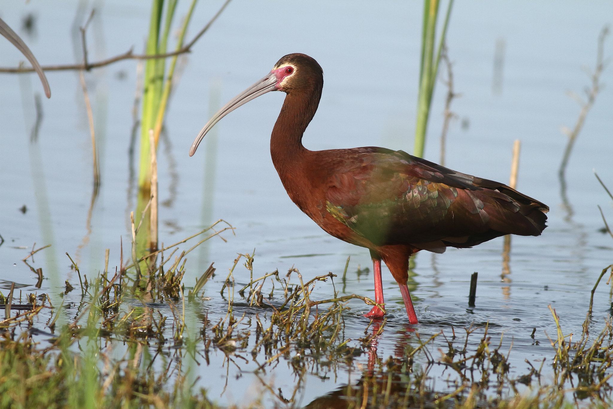 Canon EF 400mm F5.6L USM sample photo. White-faced ibis photography