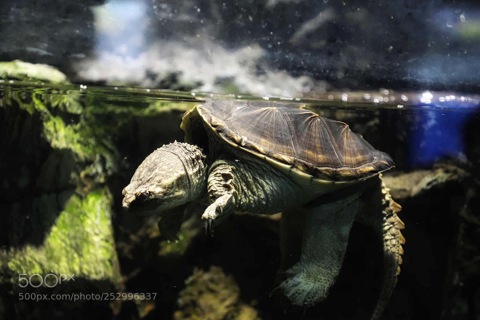 Canon EOS 6D Mark II sample photo. Sea turtle photography