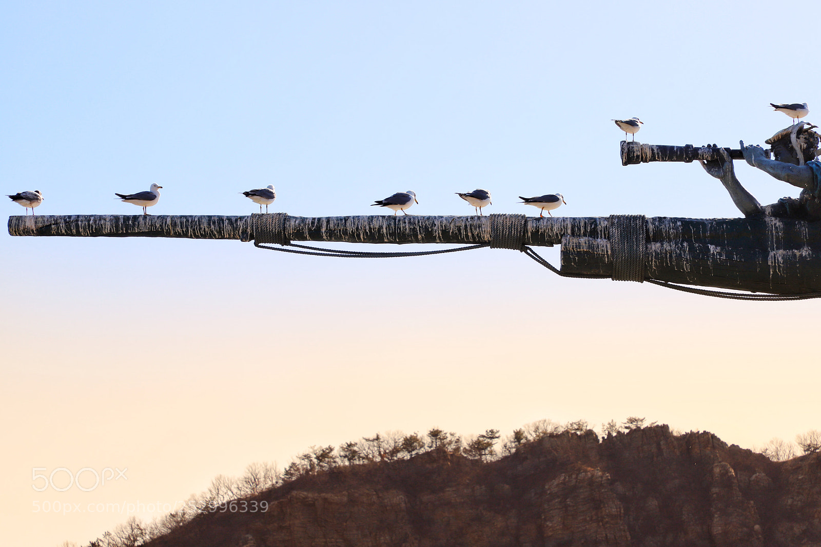 Canon EOS 6D Mark II sample photo. Eight birds stand in photography