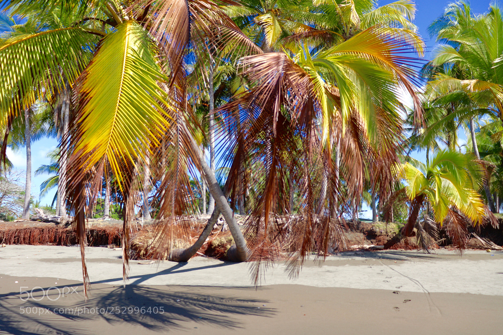 Canon EOS 800D (EOS Rebel T7i / EOS Kiss X9i) sample photo. Palm trees photography