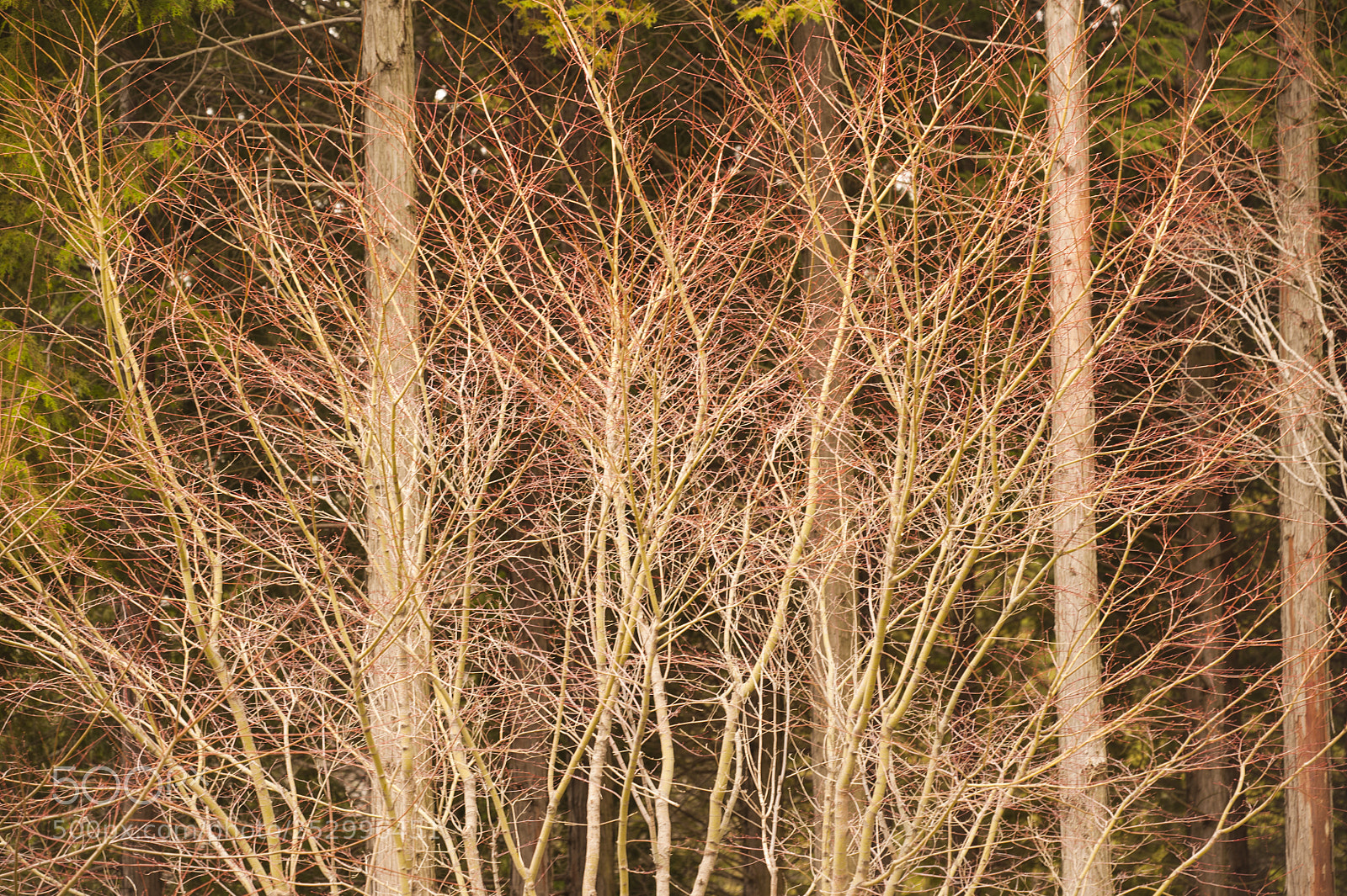 Nikon D700 sample photo. Sprig2 photography
