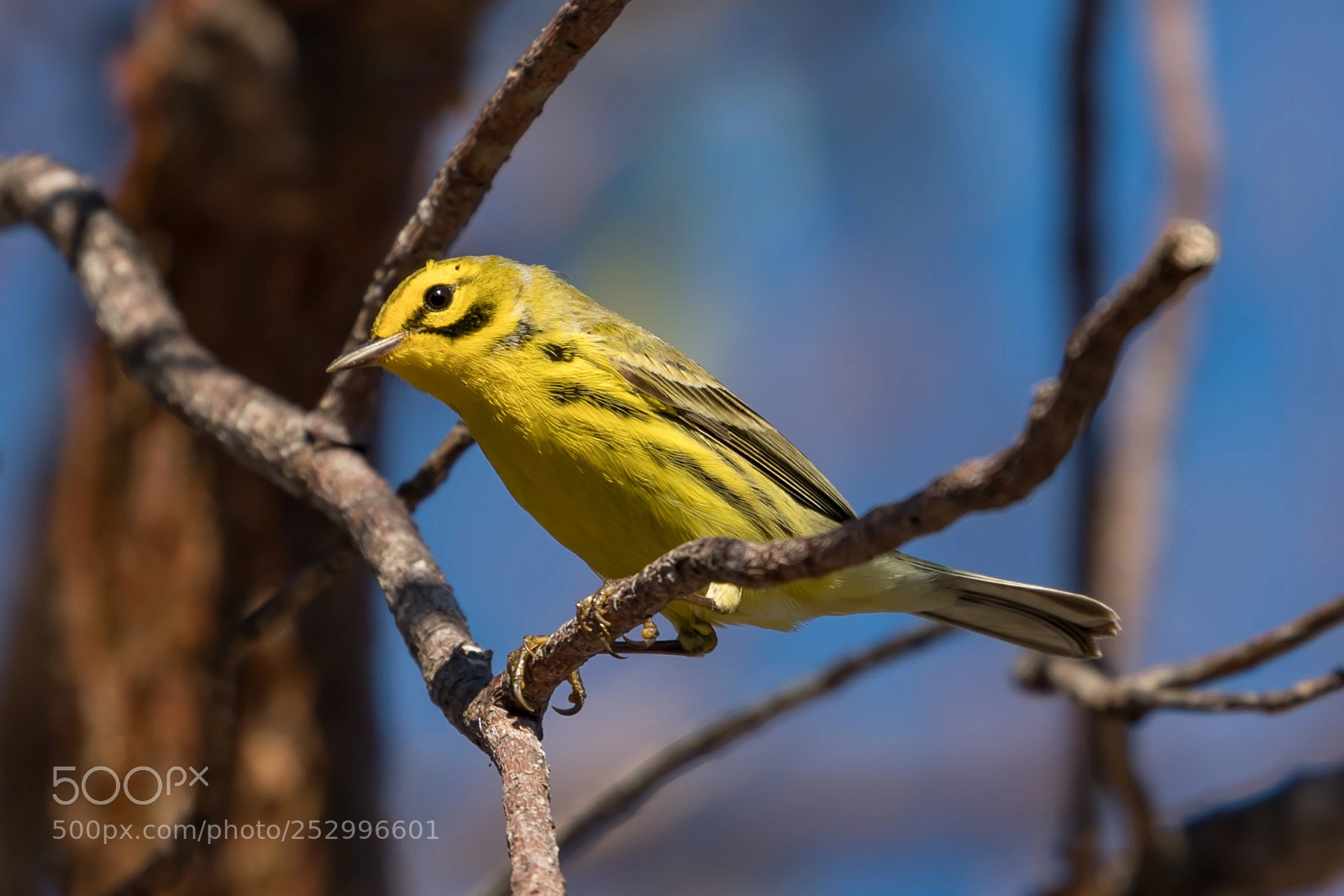 Canon EOS 5D Mark IV sample photo. Warbler photography
