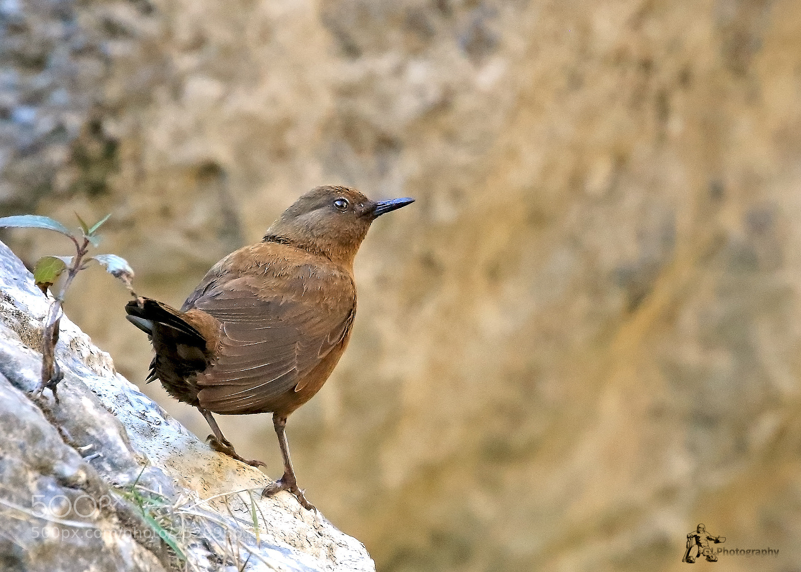 Canon EOS 7D Mark II sample photo. Brown dipper photography