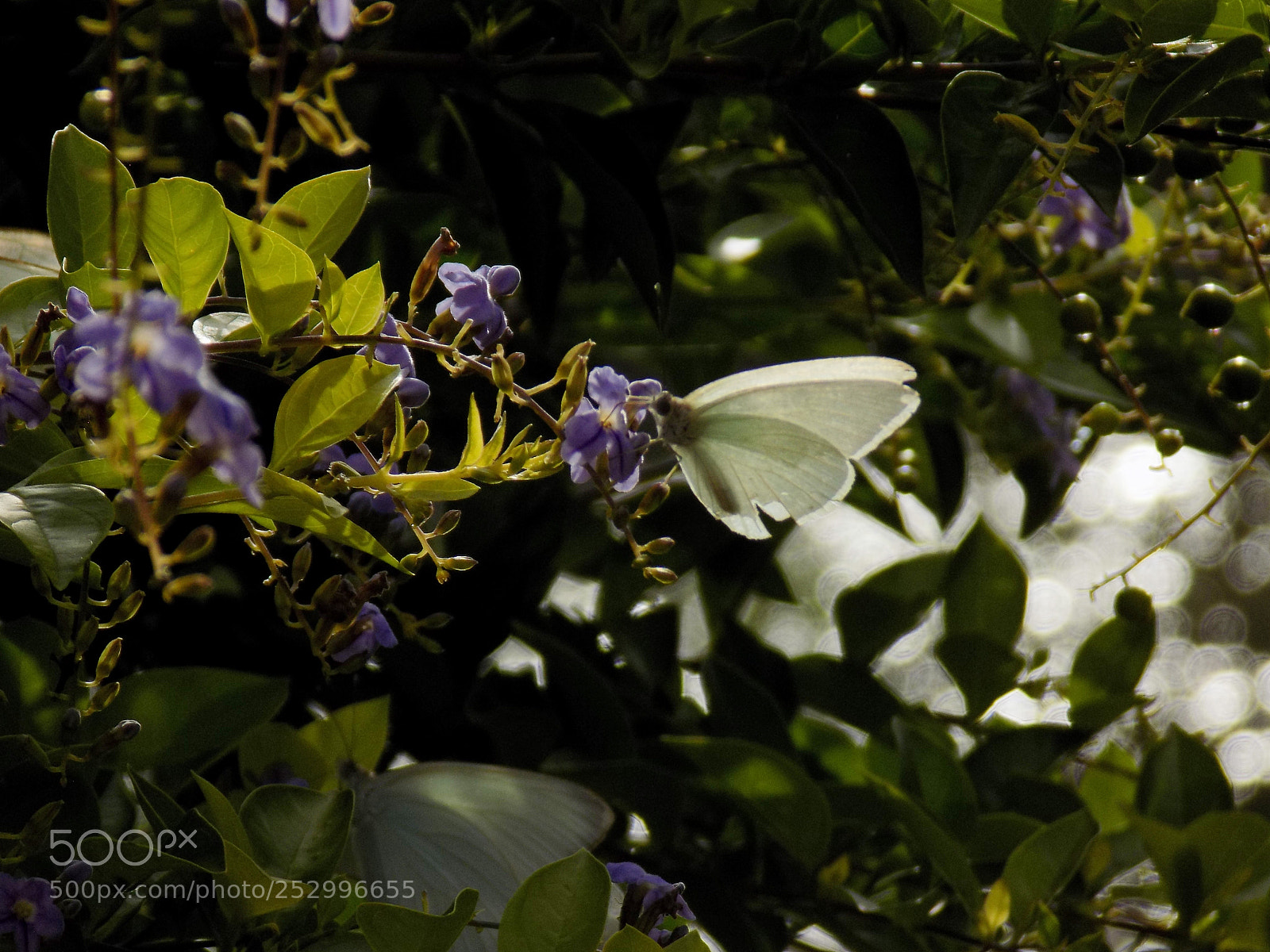Nikon COOLPIX L330 sample photo. Mariposa blanca photography