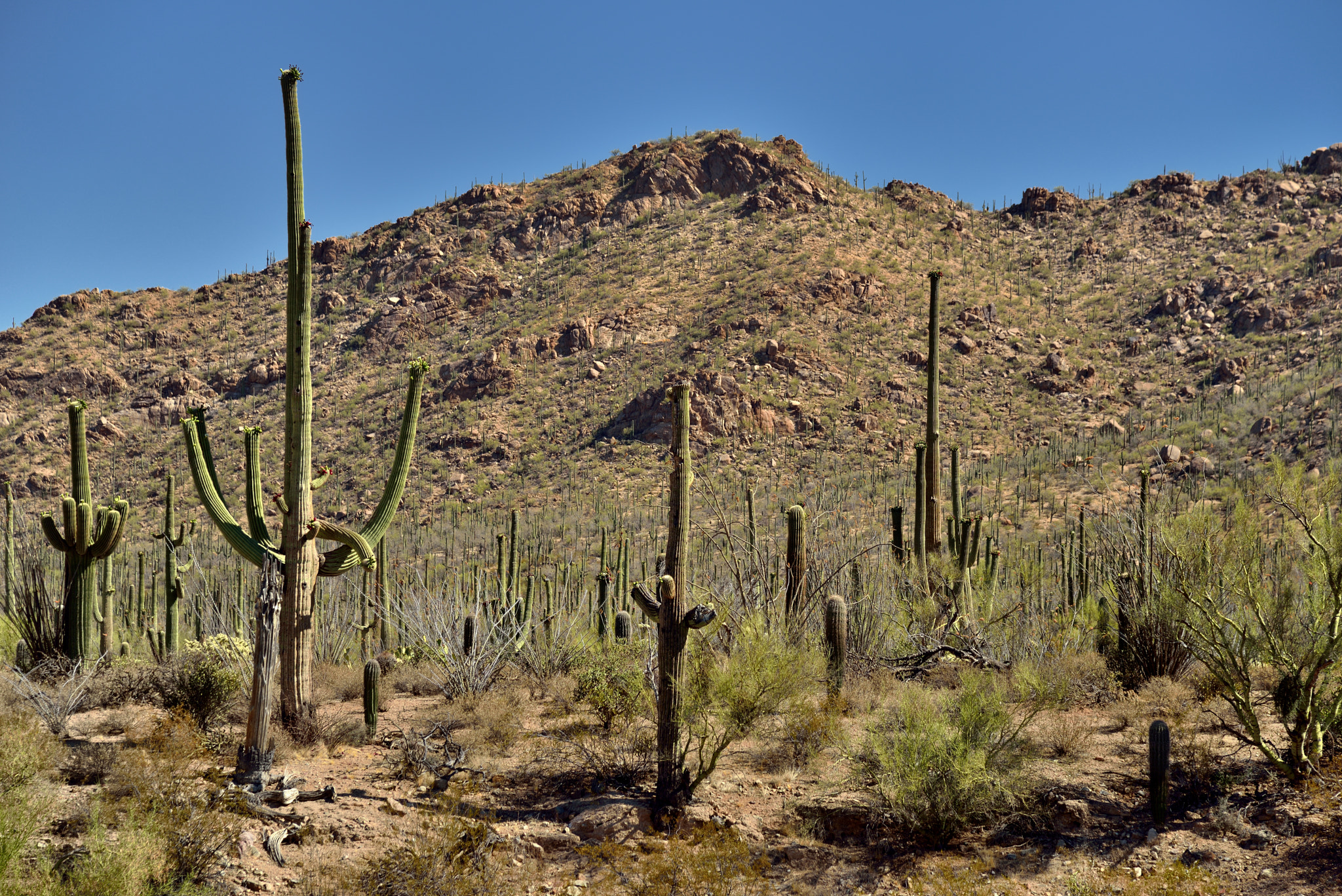Nikon D800E + Nikon AF-S Nikkor 24-120mm F4G ED VR sample photo. Saguaro cactus with a backdrop of the tucson mountains photography