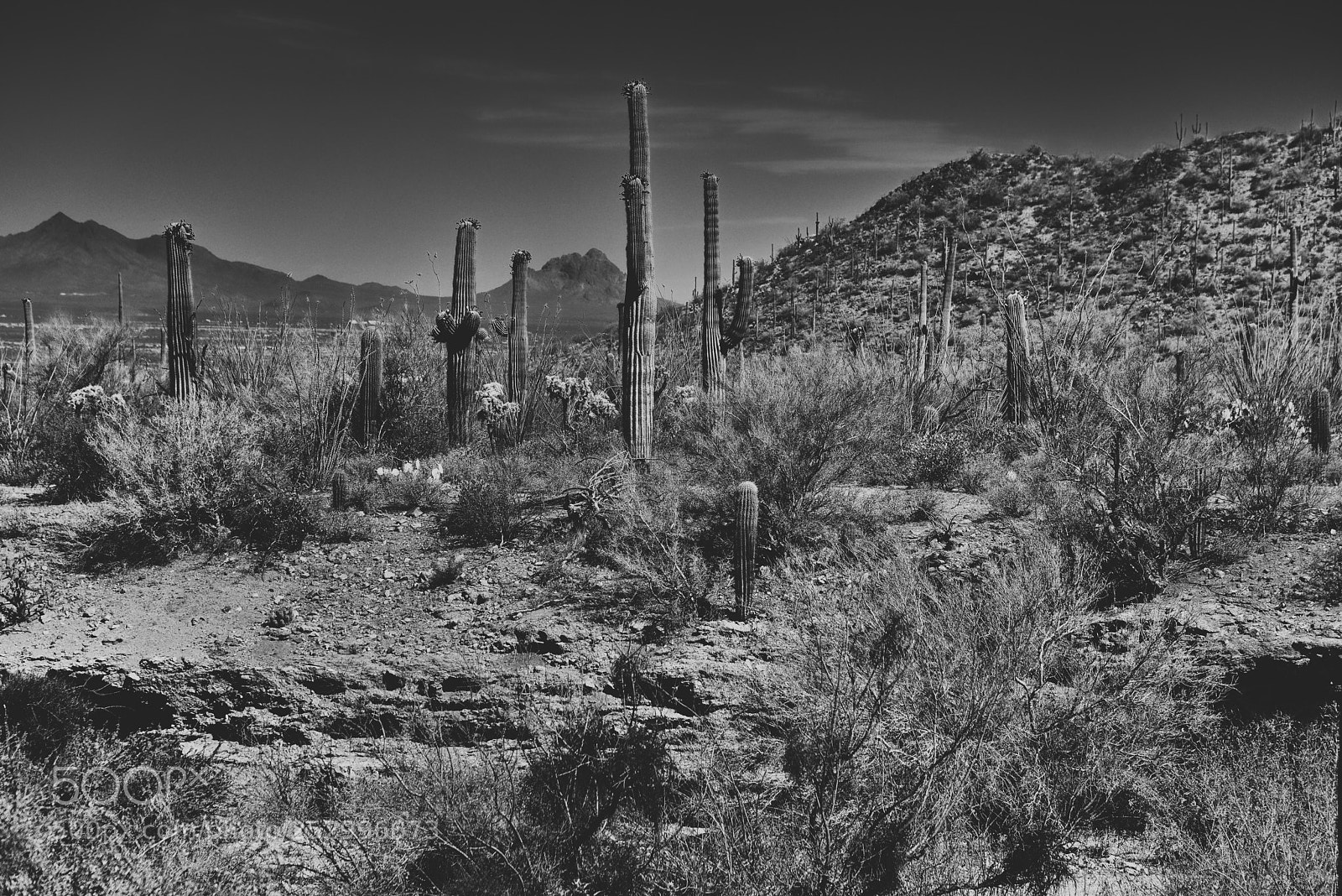 Nikon D800E sample photo. Sometimes it's fun to photography