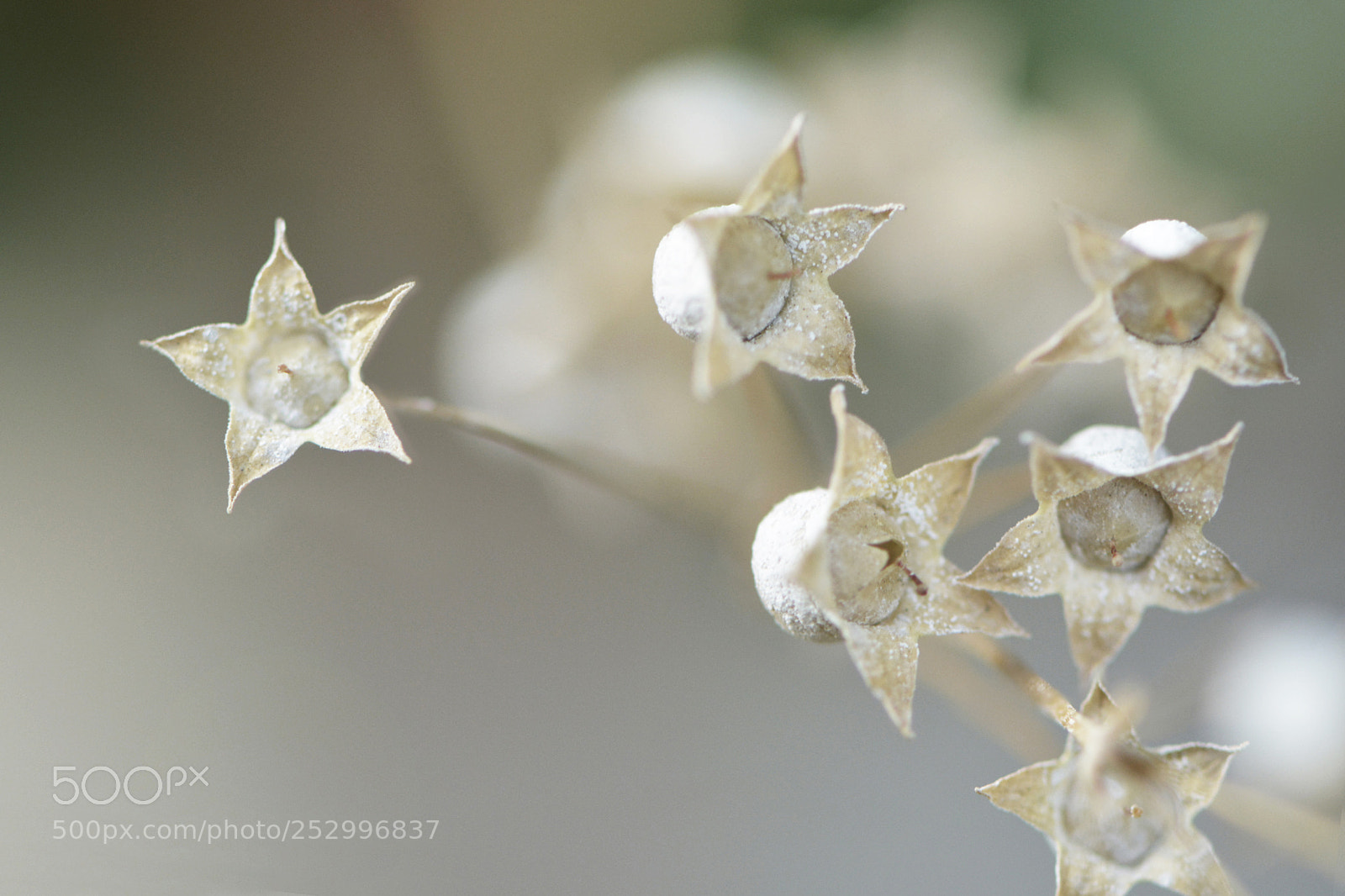 Nikon D7100 sample photo. The seed of primula photography