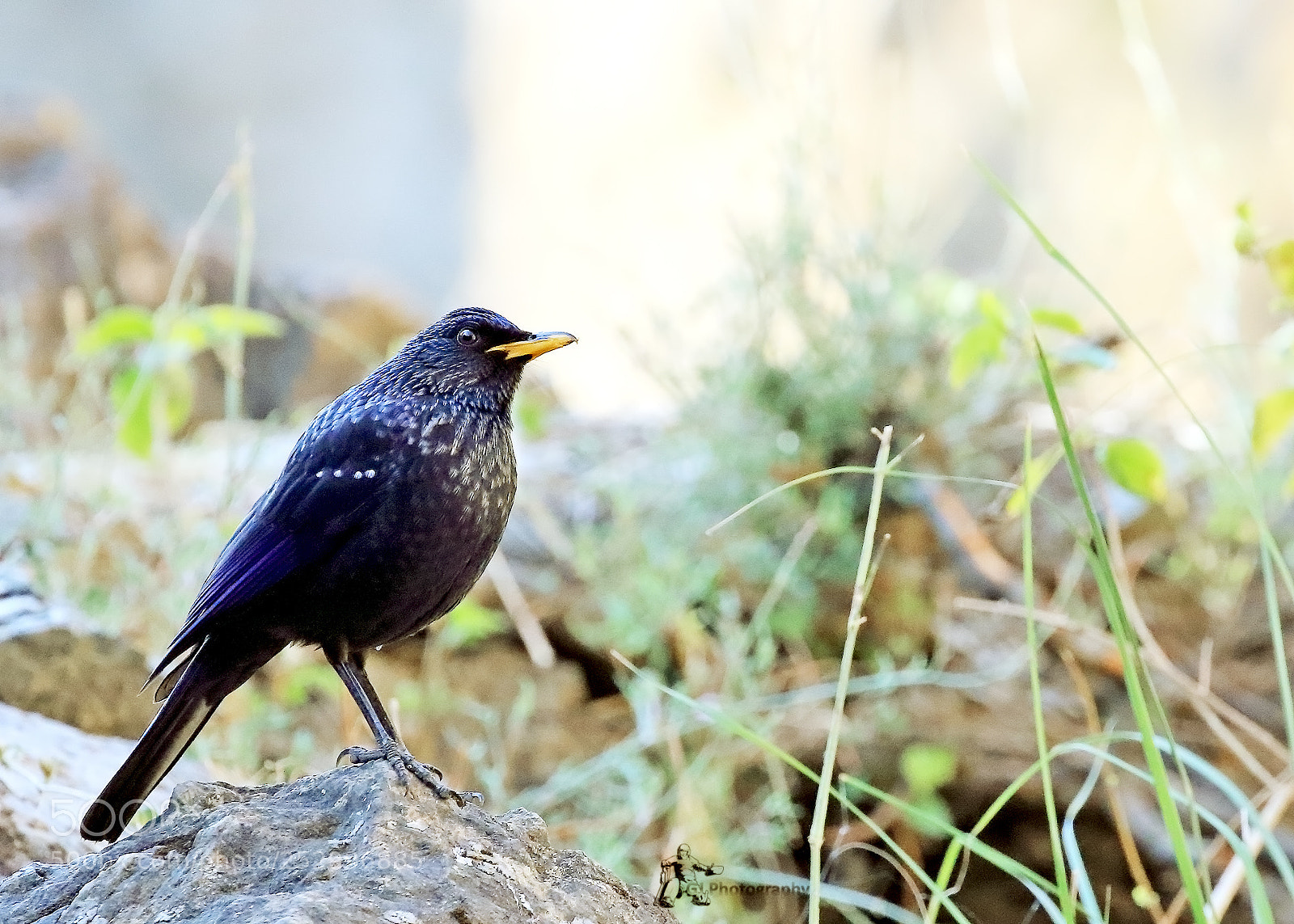 Canon EOS 7D Mark II sample photo. Blue whistling thrush photography