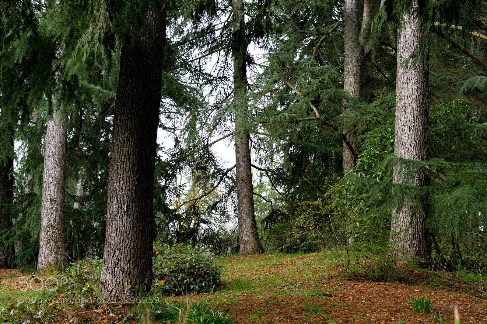 Nikon D7500 sample photo. Lost path photography