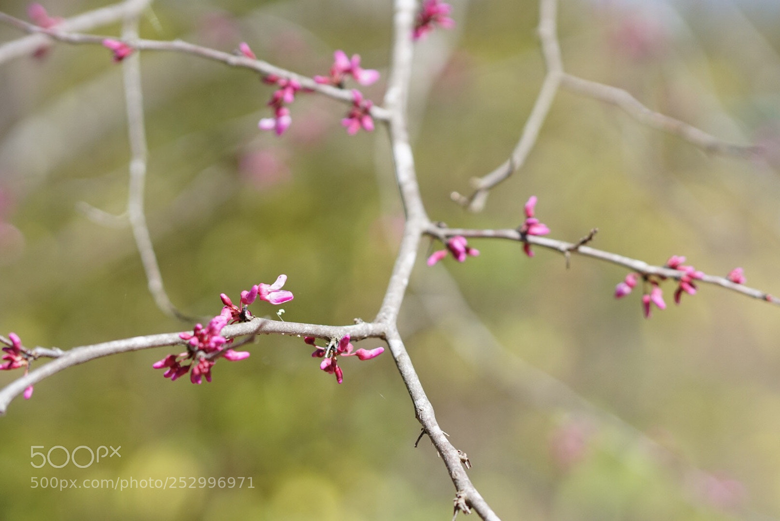 Sony a6000 sample photo. Spring 
 photography