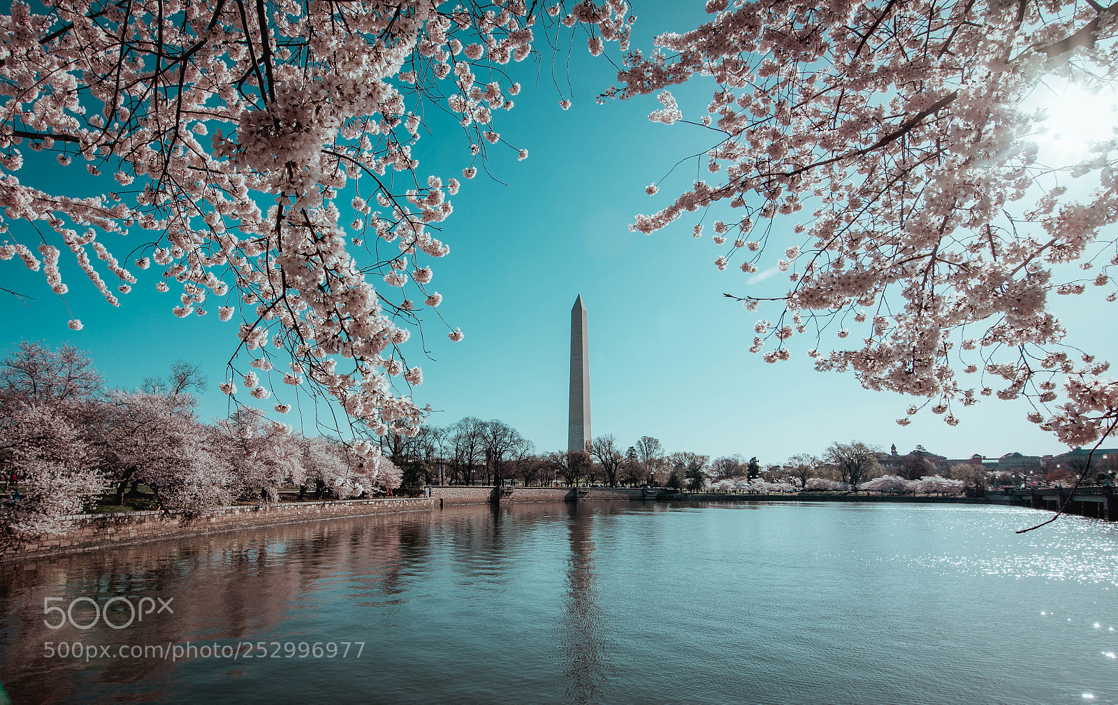 Nikon D7200 sample photo. Cherry blossoms photography