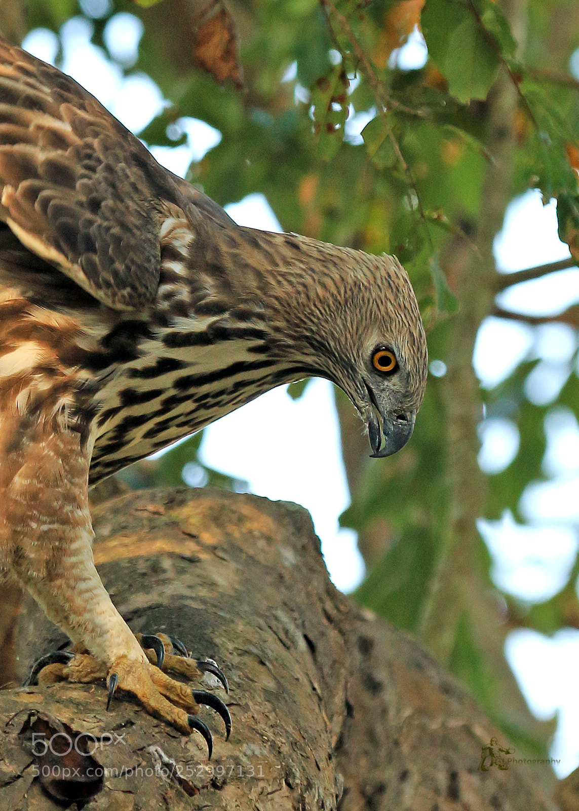Canon EOS 7D Mark II sample photo. Changeable hawk eagle photography