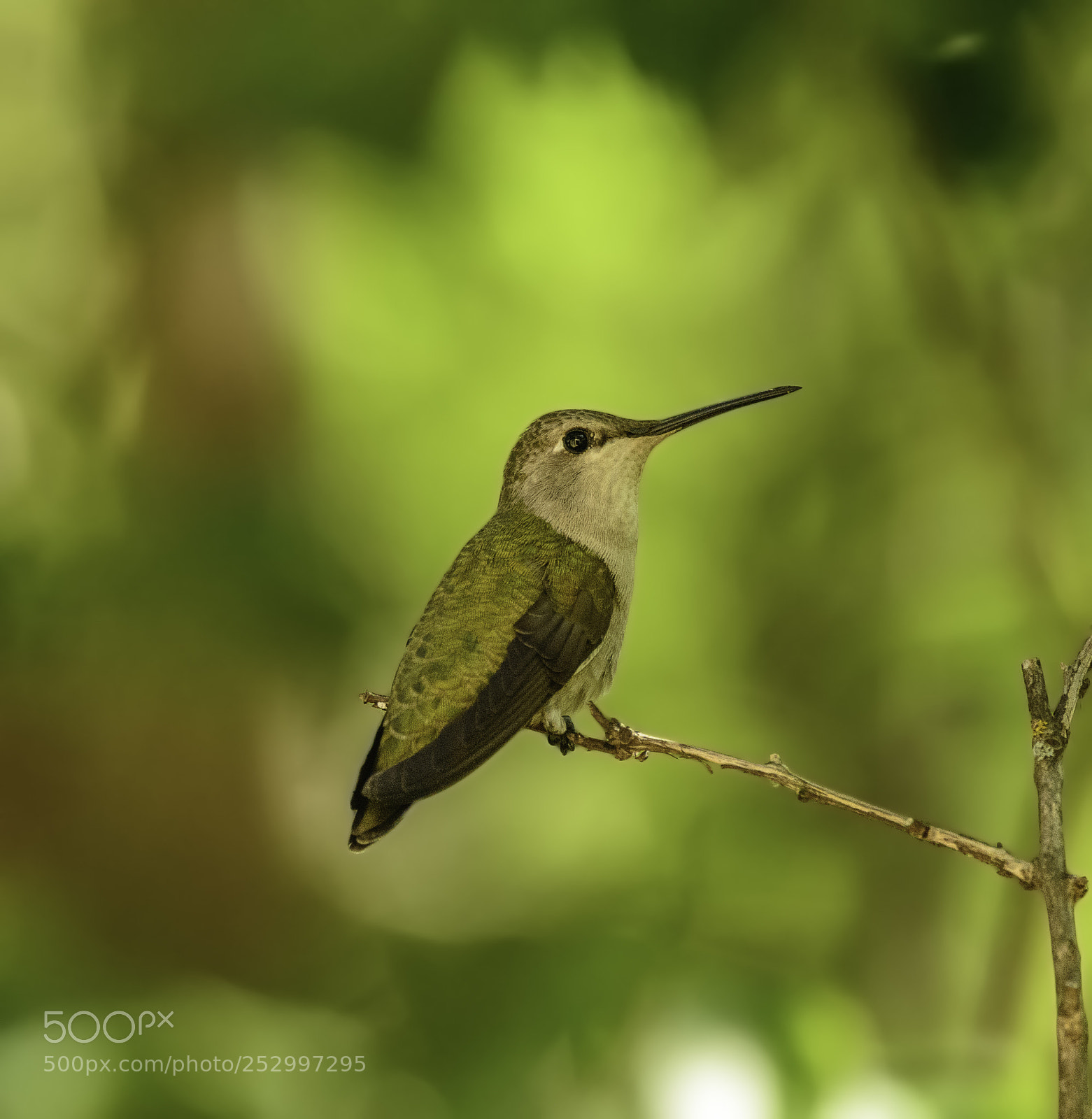 Nikon D7100 sample photo. Hummingbird taking a break!! photography