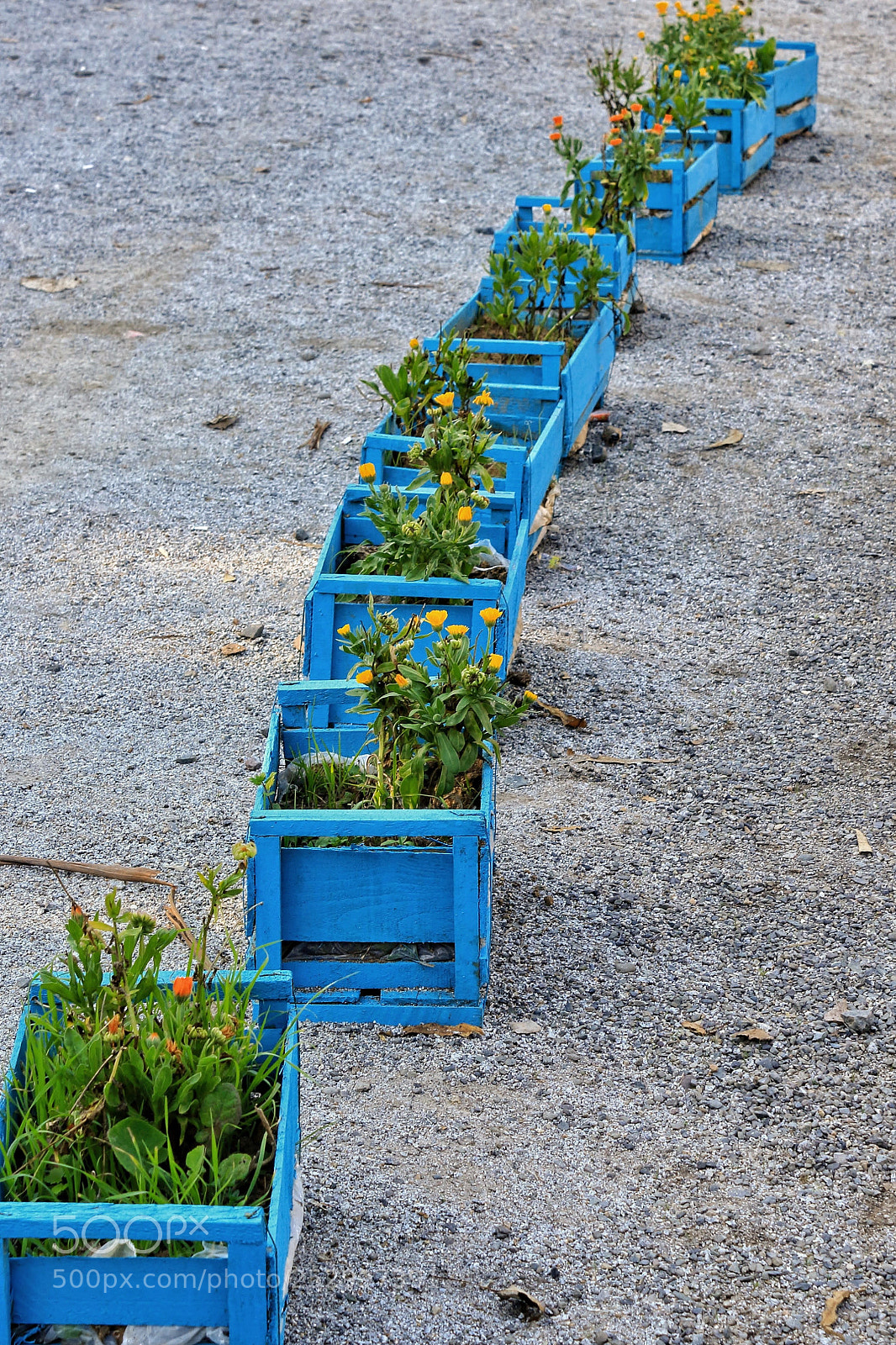 Canon EOS 1200D (EOS Rebel T5 / EOS Kiss X70 / EOS Hi) sample photo. Flowers in blue cages photography