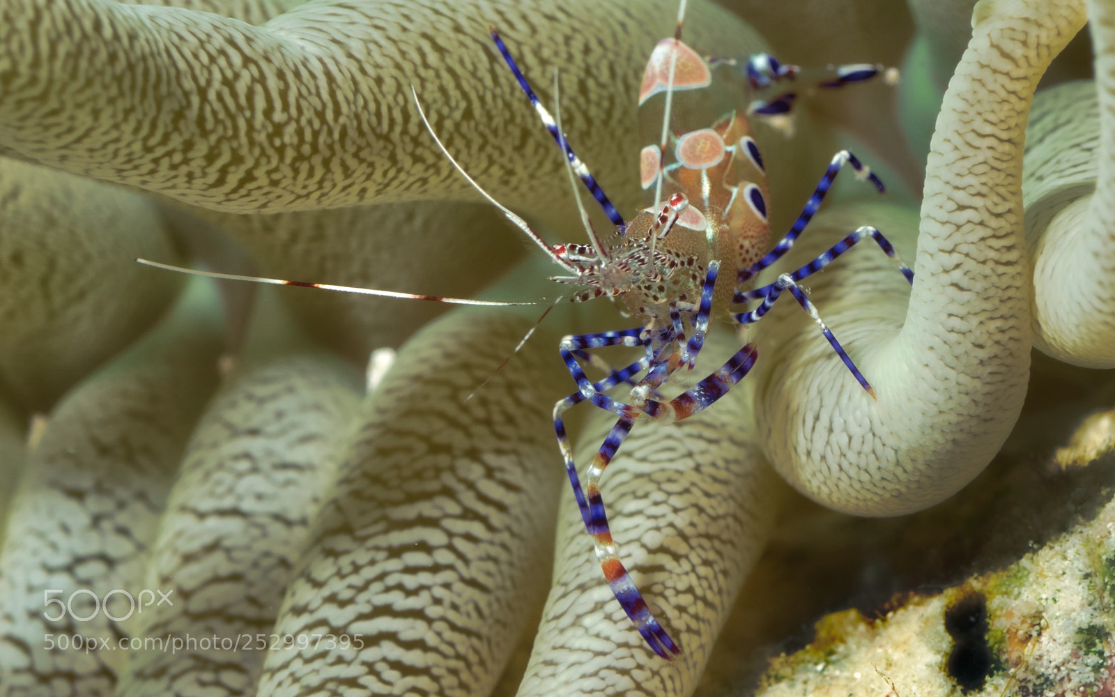 Sony Cyber-shot DSC-RX100 II sample photo. Spotted cleaner shrimp photography