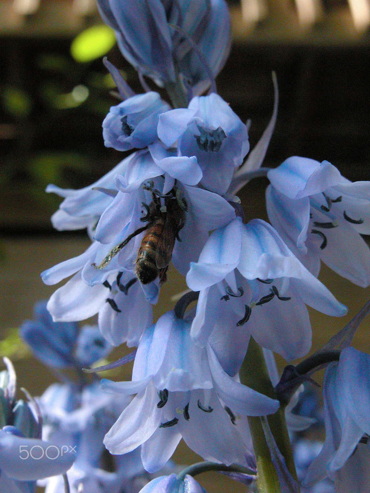 Nikon E5700 sample photo. English bluebells and bee photography