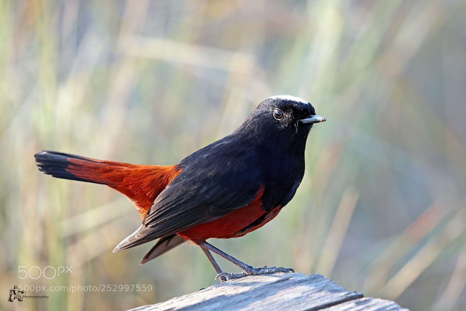 Canon EOS 7D Mark II sample photo. White-capped redstart photography
