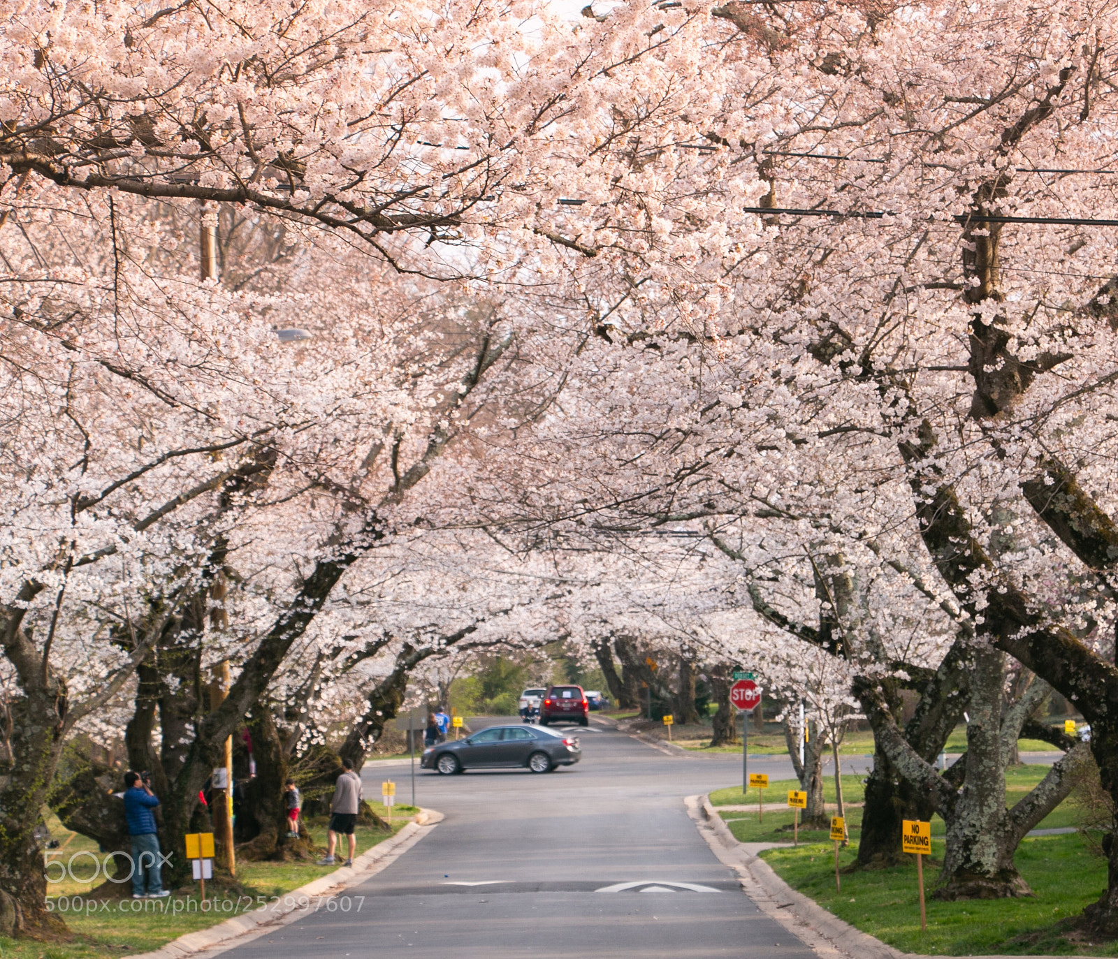 Canon EOS 70D sample photo. Cherry photography